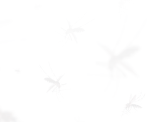 Banner DENGUE Municipalidad - dentro de la nota