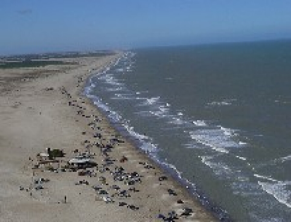 Playas Bosques Dunas Todo Todo En Pinamar