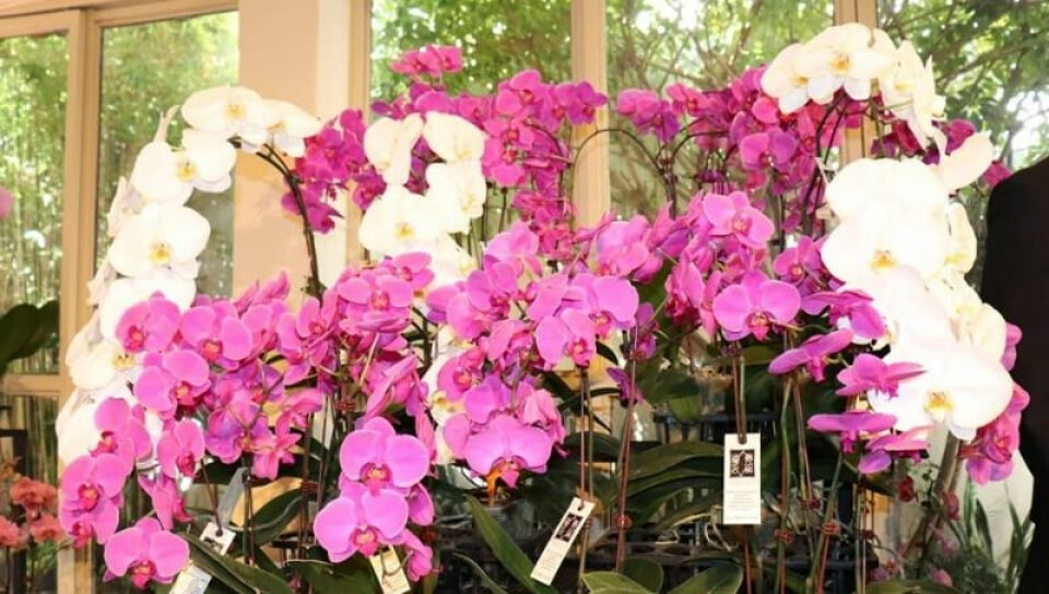 Orquídeas de alta gama ya se producen en Paraguay (variedades reconocidas y  premiadas internacionalmente)