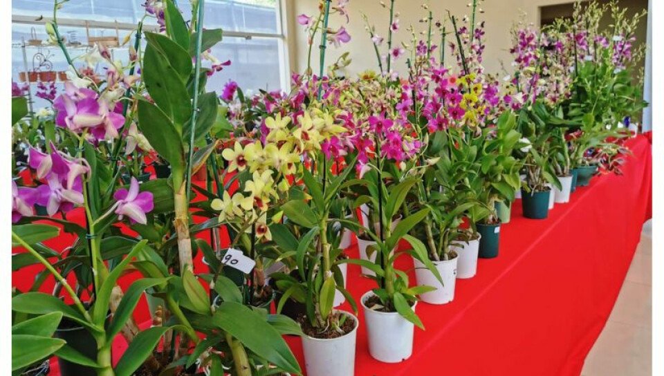 Orquídeas que enamoran producidas en Paraguay (vendieron más de 950 y  recaudación supera los G. 50 millones)