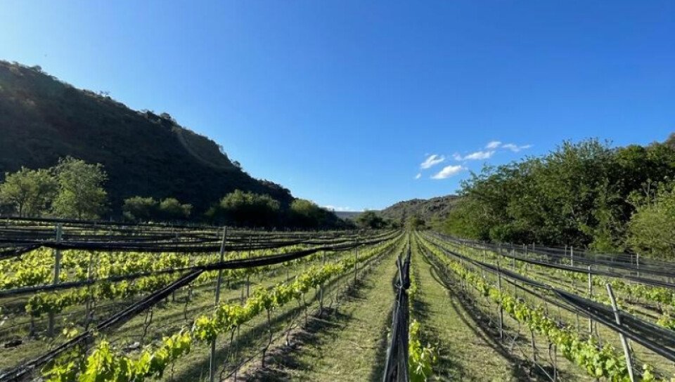 benito-vinos-calamuchita-800x453%E2%80%932-medium-size