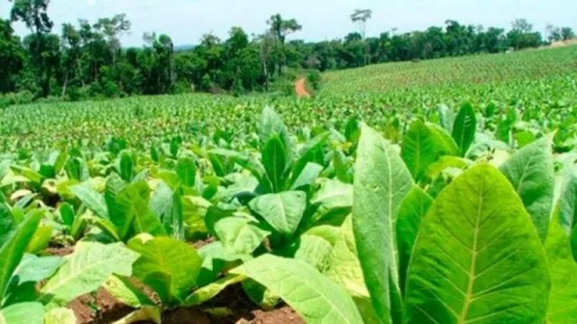 Atención productores: entregarán $ 127 millones en insumos al sector tabacalero