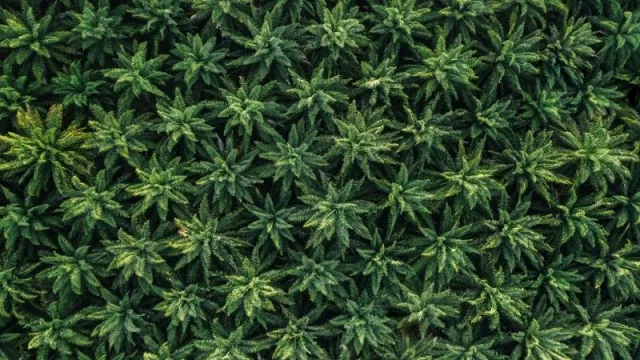 Cultivo de cannabis a partir de semillas: pros y contras