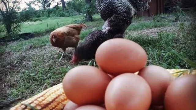 Gallinas libres de estrés: así funciona Plumas Verdes, la granja cordobesa que las cría en libertad