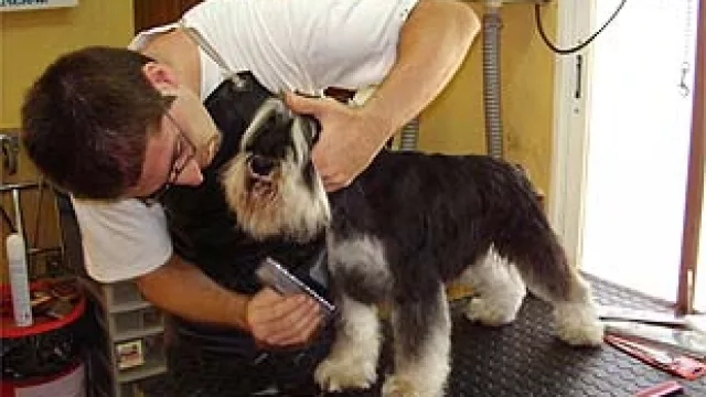 Una peluquería que atiende a humanos y sus mascotas a la vez