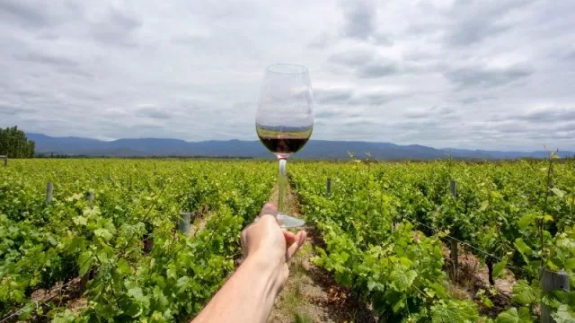 Anticipo de cosecha: el malbec fija precios en el mercado y se tonifican valores de venta 