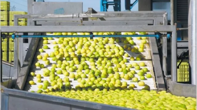 Confirmado: vuelve la exportación de limones tucumanos a Europa ¿desde cuándo?