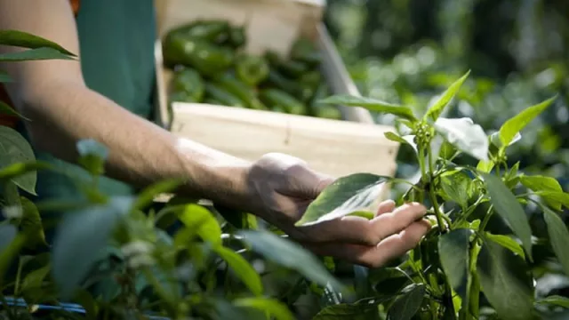 Francisco Piñero Pacheco, CEO de Vegan Nature.
