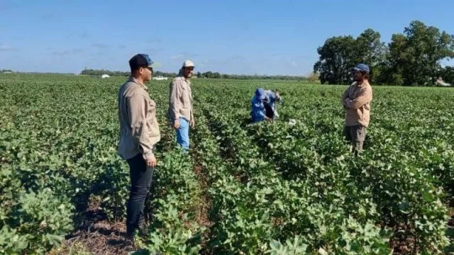 Realizan inoculaciones en semilleros de algodón para mejorar los cultivos chaqueños 
