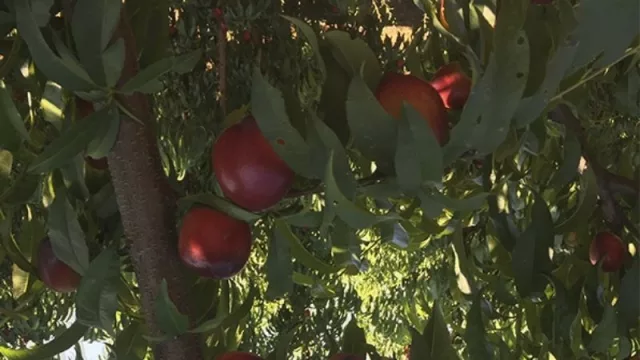 Mejoramiento genético: “Sunraycer”, nuevo cultivo de nectarina de los Valles de Jujuy 