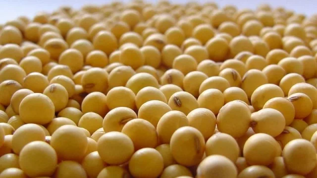 Duro arranque: exportación de soja sufre caída por retrasos en la cosecha (disminuyó 48,6%)