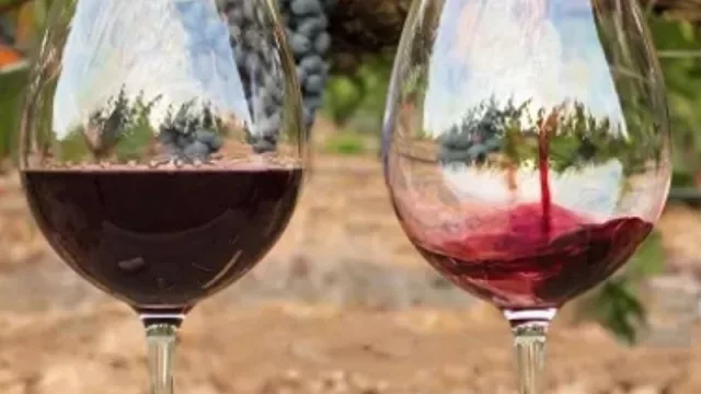 9 datos clave de la vitivinicultura argentina de cara a esta Vendimia (24.000 viñedos, 17.000 productores)