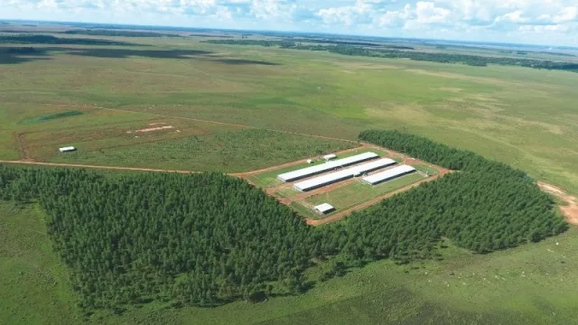 Hecho en Py: Con 80 M de kilos por año, Pechugon marca presencia en África y Asia