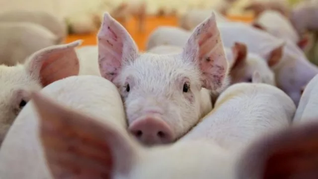 En qué consisten las granjas inteligentes que financiaría China en el NOA 