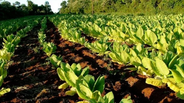 Tucumán recibió una suma millonaria que beneficiará a tabacaleros de la provincia 