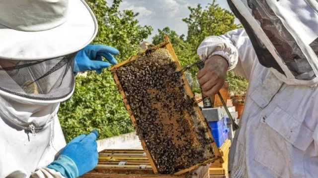 En Tucumán, durante la pandemia, repuntaron las ventas y el consumo de miel