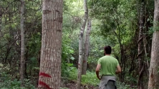 Jujuy registró en 2020 una disminución histórica en la tasa de deforestación 