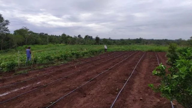 Productor de Eldorado aplica el primer sistema de IA en riego de cultivos 