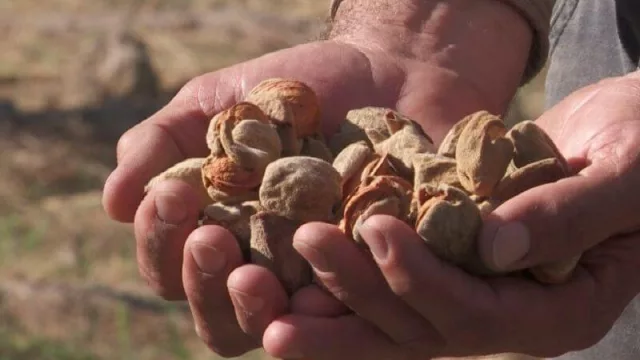 Entre Río Negro y Neuquén suman unas 2.850 hectáreas en producción de frutos secos