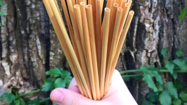 Por un mundo más “green”: Trigo, los sorbetes ecológicos que buscan instalarse en bares y restaurantes (ya vendieron 400.000)