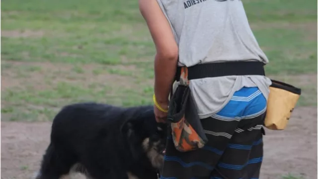Andá tranquilo: JR Adiestramiento se queda con el perro (guardería con educación canina)