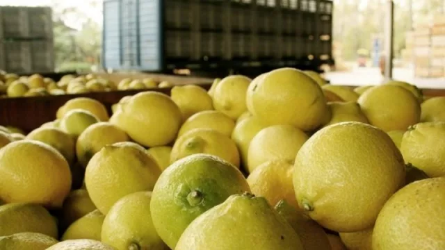 ¿Suba en los precios del limón?: las principales razones de su incremento