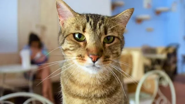 En busca de la originalidad: esos raros locales nuevos que ya son la norma en ciudades como Barcelona