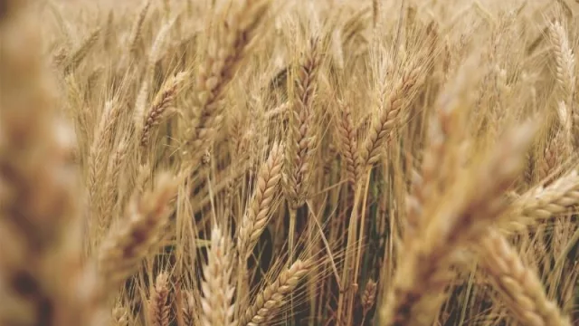 Bolsas de Cereales y de Comercio solicitan medidas ante los cortes de ruta 