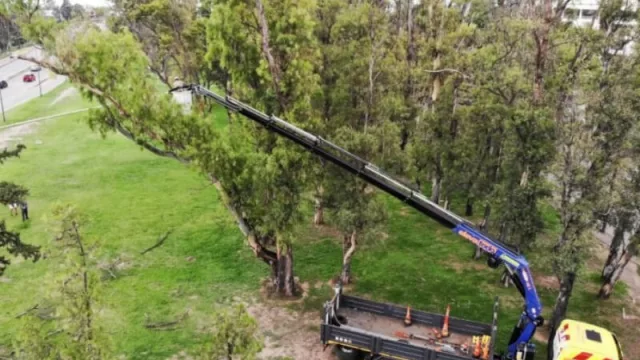Arbolado urbano: reducen riesgos con podas en altura