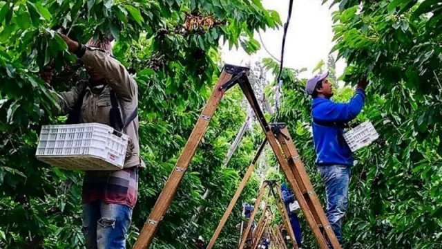 La exportación de cerezas neuquinas aumentó un 87% 