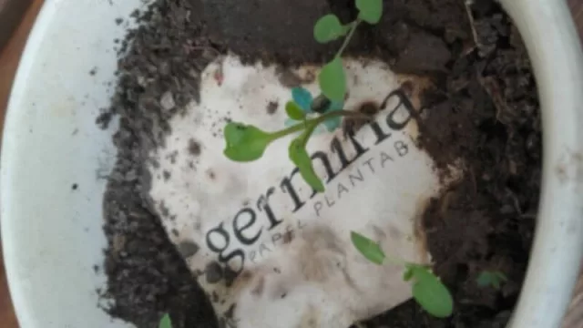 ¿Tenés un emprendimiento con perspectiva ambiental? Conocé más sobre “papel plantable”, una original opción para comunicar