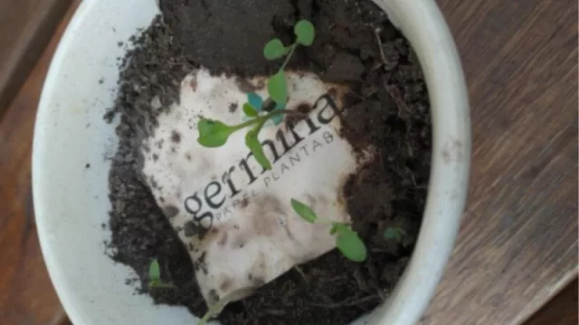 InfoNegocios conversó con Sofía Bianco, una de las emprendedoras cordobesas que lleva adelante “Germina”, y con dos de sus clientas: Betsabé Hazrun, co-creadora de ”Vikka” y Marianella Amato, fundadora de “Hécate”. Fotos cortesía de Sofía Bianco