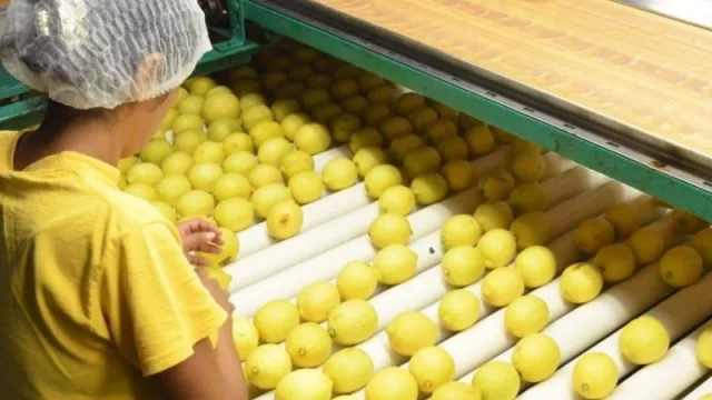 Tucumán sigue apostando fuerte a la citricultura: se dictará una nueva carrera