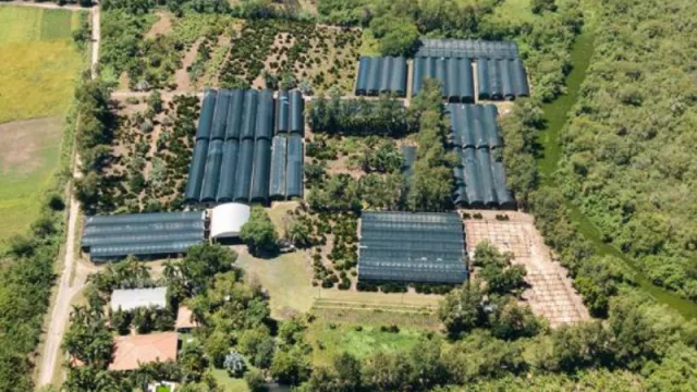 Exportación no tradicional: Córdoba será el hub para exportar más de 5.000 palmeras que decorarán el Mundial Qatar 2022