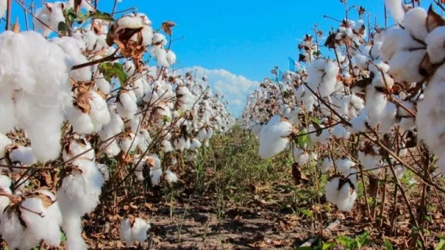 Chaco y Japón trabajan en el valor agregado del algodón agroecológico
