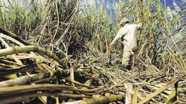Cañeros independientes de Jujuy y Salta registran pérdidas a causa de la sequía