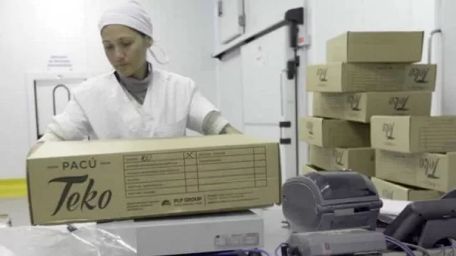 El proyecto de pacú arrocero como ejemplo sustentable para la generación de empleos 