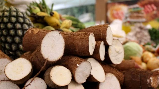 Se consumen 1.000 toneladas de mandioca por día y el rubro beneficia a 800.000 paraguayos