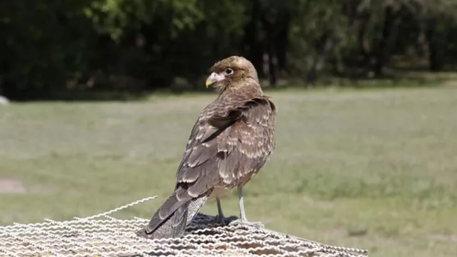 La Municipalidad liberó 35 aves decomisadas del tráfico ilegal 