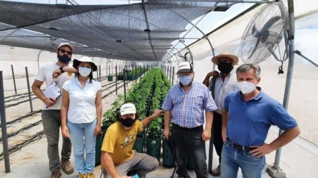 Inspección cannábica: avanza el cultivo medicinal con la visita del equipo de INASE