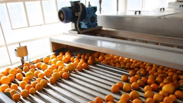 Prorrogan la ley de la emergencia citrícola: el impacto en la producción jujeña