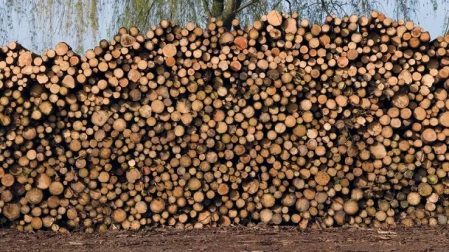 Invertir en eucalipto en Uruguay, un negocio seguro y rentable