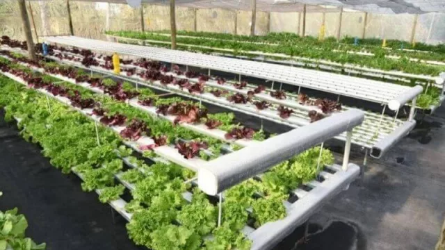 Buscan potenciar el desarrollo del cultivo hidropónico en la provincia del Chaco