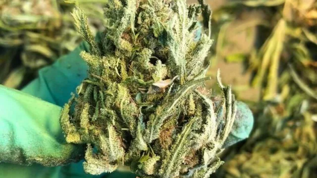 Los cordobeses que se van a “trimmear” a California (la expectativa de volver con US$ 10.000)