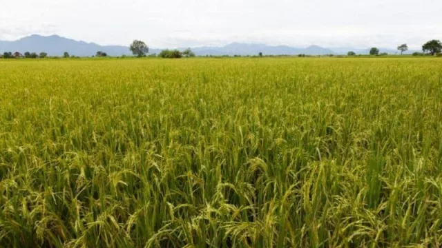 Los arroceros entrerrianos migran a Corrientes por los costos menores en riego
