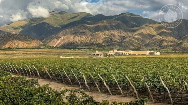 Bodegas de Salta: “En un contexto de incertidumbre, las máquinas siguen funcionando”  