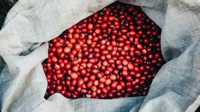 MoMo Tostadores: el café de especialidad tostado en Córdoba (para bares y consumidores finales)