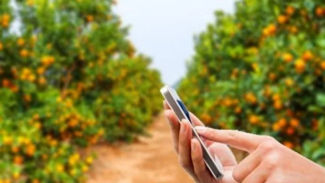 Del campo al celular: la tecnología que revoluciona la industria de los cítricos