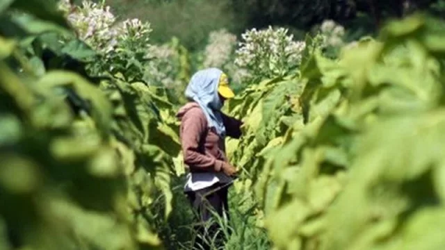 Una buena para el sector tabacalero: asistencia económica por más de $ 134 millones 