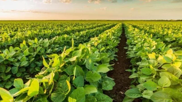 La alemana DVA lanza en el país Predecessor, el primer herbicida triple mezcla para el tratamiento de “yuyos” en soja 